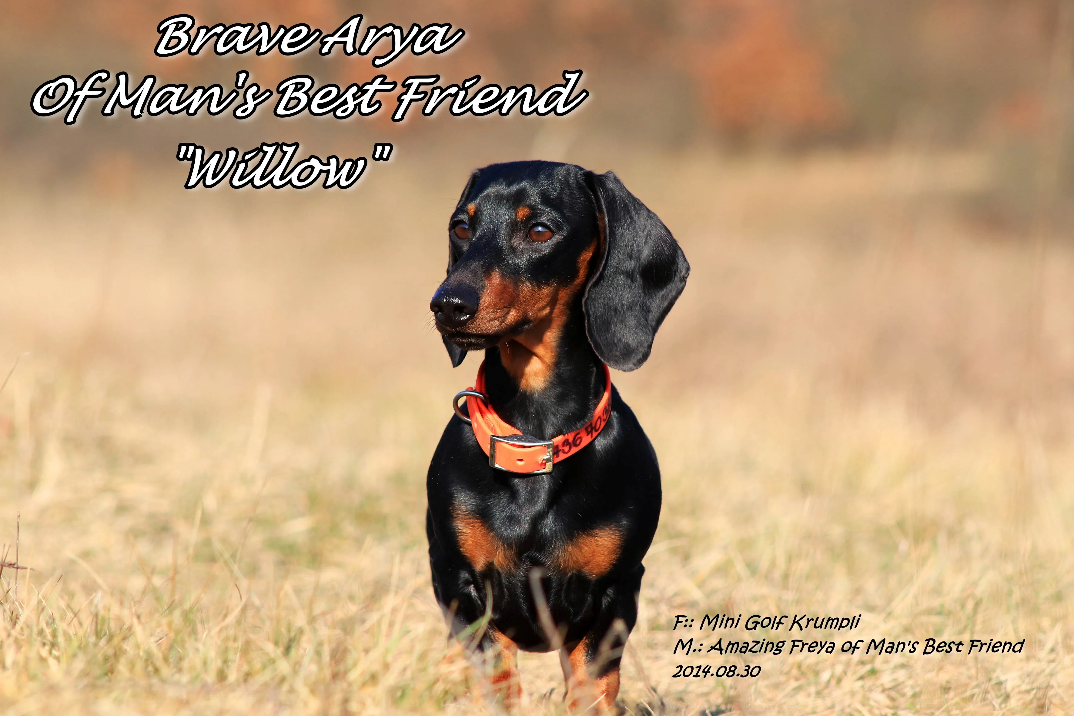 Kutya galéria kép 3