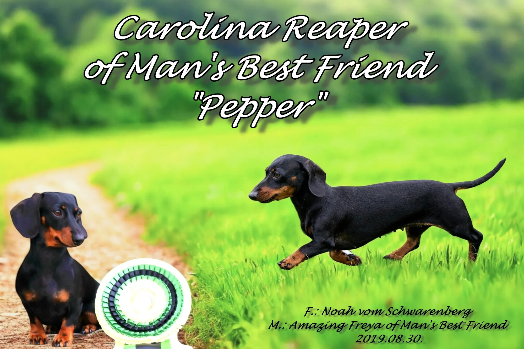 Kutya galéria kép 4