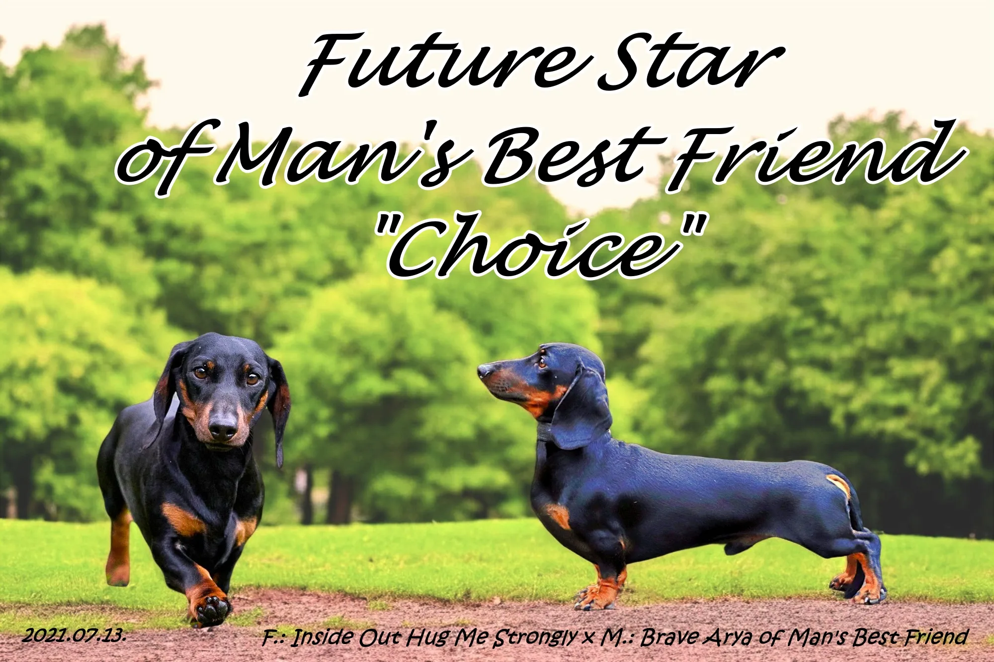 Kutya galéria kép 6